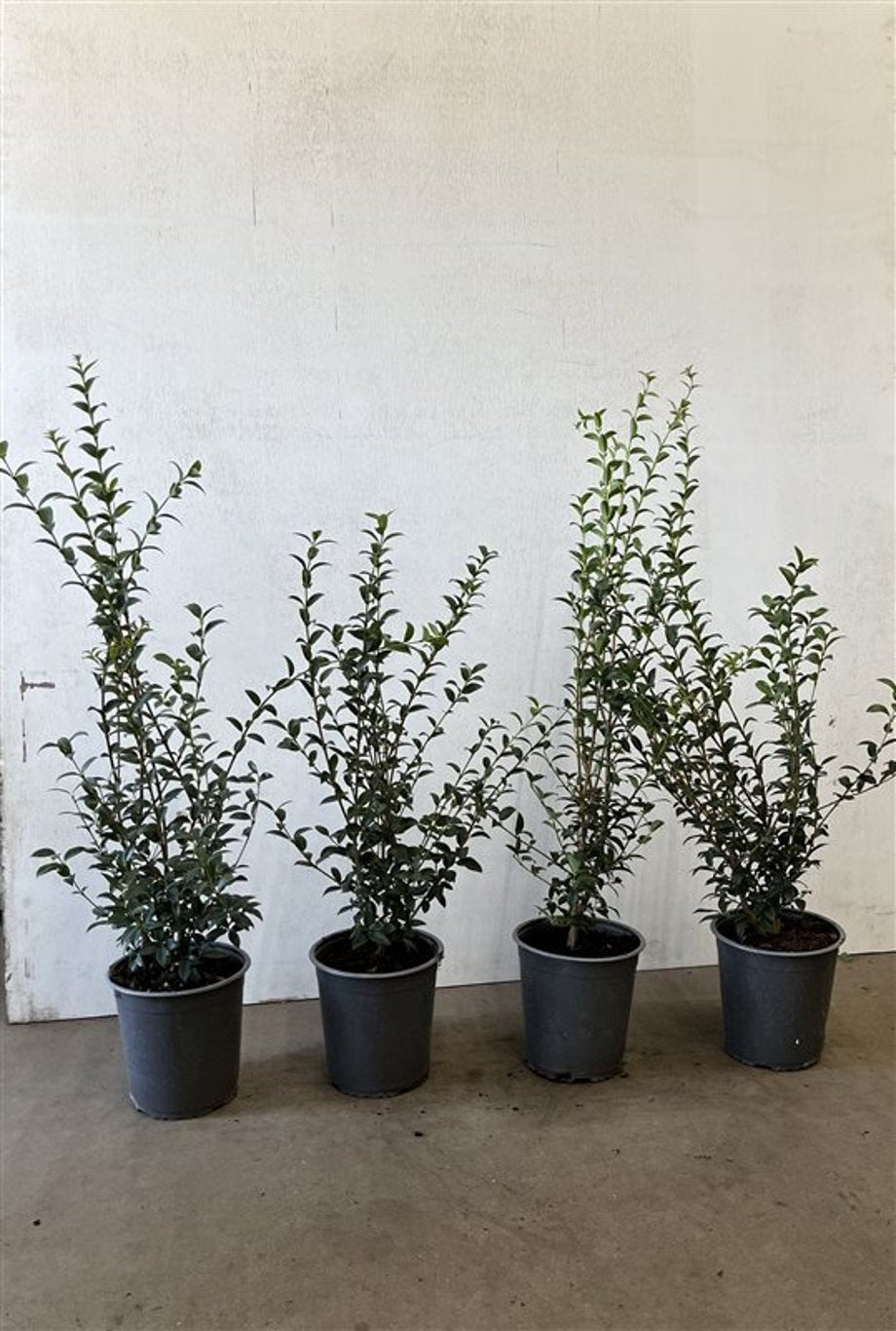 Osmanthus burkwoodii - C3.5 40-60 CM